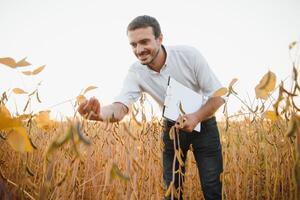 agronoom inspecteren soja Boon gewassen groeit in de boerderij veld. landbouw productie concept. jong agronoom onderzoekt soja Bijsnijden Aan veld- in zomer. boer Aan soja veld- foto