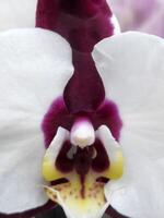 scherm spaarder met orchidee bloem. orchidee bloem detailopname foto