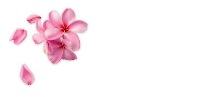 ai gegenereerd roze frangipani geïsoleerd Aan wit achtergrond foto