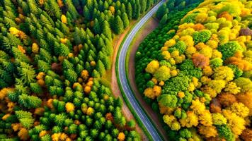 ai gegenereerd golvend weg verdeelt levendig herfst en zomer bossen foto