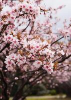 ai gegenereerd versheid van lente bloesems Aan boom takken in natuur schoonheid gegenereerd door ai foto