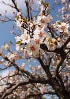 ai gegenereerd versheid van lente natuur schoonheid in roze kers bloesem gegenereerd door ai foto