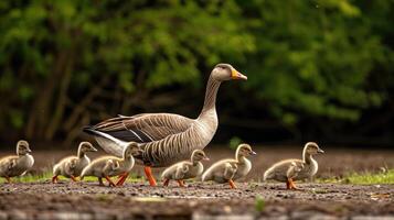 ai gegenereerd gans vol vertrouwen Leidt een pak van kerel ganzen door de landschap. ai gegenereerd. foto