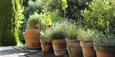 ai gegenereerd kruiden toevluchtsoord. creëren een tuin oase door regelen van kruiden in rustiek terracotta potten. foto