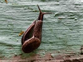 een naakt slak zonder een schelp is wandelen foto