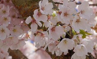 delicaat en mooi kers bloesem tegen blauw lucht achtergrond. sakura bloesem. Japans kers bloesem. foto