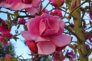 felix jury magnolia bloeiend boom. mooi magnolia reusachtig bloemen tegen huis en blauw lucht achtergrond dichtbij omhoog. foto