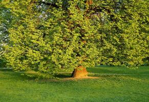 groot boom met groen gebladerte foto