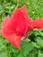 creatief lay-out gemaakt van groen bladeren en rood bloemen. vlak leggen natuur concept. foto genomen met een cel telefoon camera.