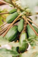 groen papaja fruit hangende Aan de boom. papaja plantage.papaja in de kanarie eilanden.tenerife foto