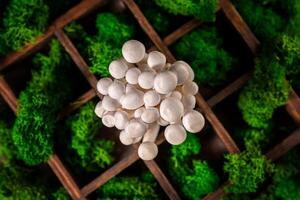 detailopname van een bundel van shimeji champignons Aan houten achtergrond, met selectief focus foto