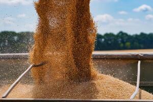 agrarisch landbouw tarwe oogsten. agronomie combineren goud tarwe oogster. foto