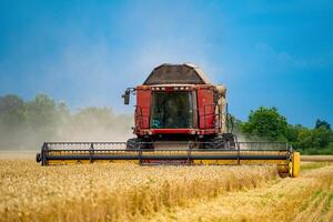 speciaal machine oogsten Bijsnijden in velden, agrarisch technisch in actie. rijp oogst concept. Bijsnijden panorama. ontbijtgranen of tarwe bijeenkomst. zwaar machines, blauw lucht bovenstaand veld- foto