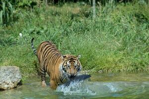 majestueus Bengalen tijger binnengaan water met weelderig groen in de achtergrond Bij Londen dierentuin. foto