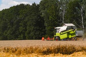 speciaal machine oogsten Bijsnijden in velden. agrarisch technisch in actie. rijp oogst concept. Bijsnijden panorama. ontbijtgranen of tarwe bijeenkomst. zwaar machines, blauw lucht bovenstaand veld. foto