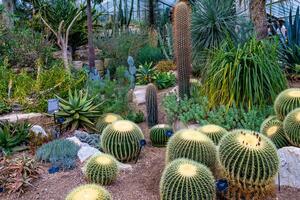 weelderig cactus tuin met een verscheidenheid van vetplanten en woestijn planten, presentatie van verschillend vormen en texturen Bij kew tuinen, Londen. foto