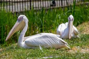 twee wit pelikanen resting Aan groen gras met een hek in de achtergrond Bij Londen dierentuin. foto