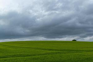 weelderig groen veld- onder een stormachtig lucht met een eenzaam boom Aan de horizon foto