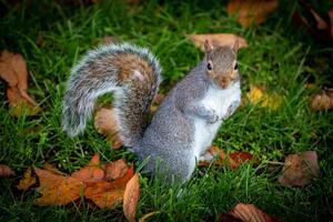 nieuwsgierig grijs eekhoorn staand Aan gras tussen herfst bladeren. foto