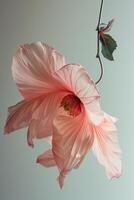 ai gegenereerd roze hibiscus bloem geïsoleerd Aan een wit achtergrond. dichtbij omhoog. foto