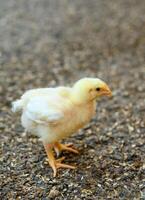 natuurlijk landbouw cmall baby kuikens. geel schattig pluizig kuikens wandelen in de omgeving van. foto