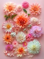 ai gegenereerd kleurrijk dahlia bloemen Aan roze achtergrond. vlak leggen, top visie foto