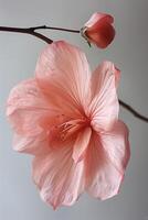 ai gegenereerd roze hibiscus bloem geïsoleerd Aan een wit achtergrond. dichtbij omhoog. foto