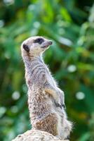 alarm meerkat staand Aan een rots met een wazig groen achtergrond Bij Londen dierentuin. foto