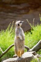 alarm meerkat staand Aan een rots met groen gras achtergrond, waakzaam en schattig dieren in het wild tafereel Bij Londen dierentuin. foto