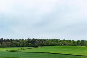 sereen landschap van weelderig groen velden onder een bewolkt lucht, beeltenis rustig landelijk landschap. foto