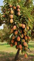 ai gegenereerd mango boom in de boomgaard foto