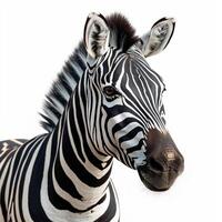 ai gegenereerd dierentuin, zebra Aan wit geïsoleerd achtergrond - ai gegenereerd beeld foto