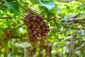 rood en groen wijngaard in de vroeg zonneschijn met mollig druiven geoogst Laden aan het wachten rood wijn voedingswaarde drinken in ninh donderdag provincie, Vietnam foto