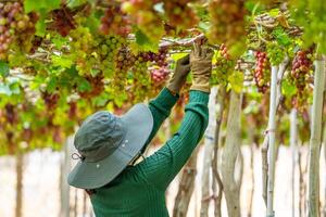 boer snijdend rood druiven in wijngaard in de vroeg ochtend, met mollig druiven geoogst Laden aan het wachten rood wijn voedingswaarde drinken in ninh donderdag provincie, Vietnam foto