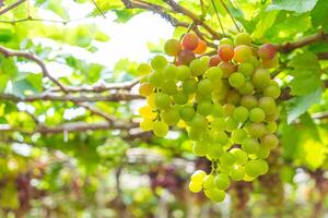 rood en groen wijngaard in de vroeg zonneschijn met mollig druiven geoogst Laden aan het wachten rood wijn voedingswaarde drinken in ninh donderdag provincie, Vietnam foto