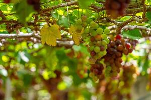 rood en groen wijngaard in de vroeg zonneschijn met mollig druiven geoogst Laden aan het wachten rood wijn voedingswaarde drinken in ninh donderdag provincie, Vietnam foto