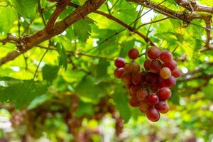 rood en groen wijngaard in de vroeg zonneschijn met mollig druiven geoogst Laden aan het wachten rood wijn voedingswaarde drinken in ninh donderdag provincie, Vietnam foto