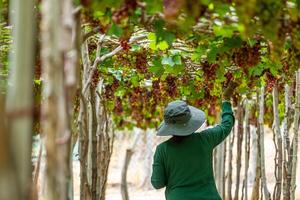 boer snijdend rood druiven in wijngaard in de vroeg ochtend, met mollig druiven geoogst Laden aan het wachten rood wijn voedingswaarde drinken in ninh donderdag provincie, Vietnam foto