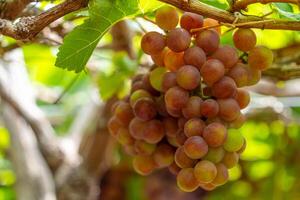 rood en groen wijngaard in de vroeg zonneschijn met mollig druiven geoogst Laden aan het wachten rood wijn voedingswaarde drinken in ninh donderdag provincie, Vietnam foto