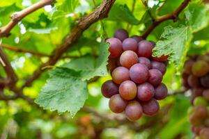 rood en groen wijngaard in de vroeg zonneschijn met mollig druiven geoogst Laden aan het wachten rood wijn voedingswaarde drinken in ninh donderdag provincie, Vietnam foto