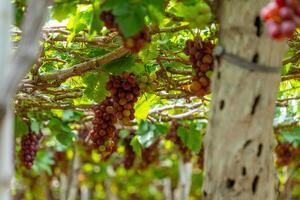 rood en groen wijngaard in de vroeg zonneschijn met mollig druiven geoogst Laden aan het wachten rood wijn voedingswaarde drinken in ninh donderdag provincie, Vietnam foto