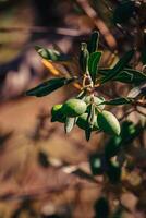 jong groen olijven Aan de olijf- boom in Kroatië foto