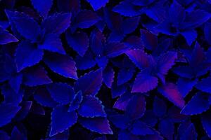 gloeiend schijnend donker blauw Purper bordeaux coleus bladeren, mystiek achtergrond foto