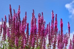 Purper roze nuttig salie salvia bloemen en zomer blauw lucht foto