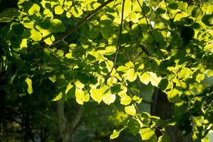 bladeren verlichte door zonlicht in weelderig Woud. koolstof neutraliteit concept foto