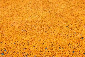 droog abrikozen. productie van zonne- droog abrikozen in malatya kalkoen foto