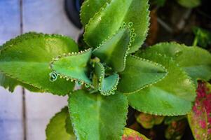 top visie van een bryophyllum pinnatum fabriek foto