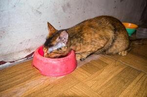 een Torti kat aan het eten droog kat voedsel in een huisdier voedsel houder foto