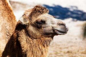 Bactrian kameel. zoogdier en zoogdieren. land- wereld en fauna. dieren in het wild en zoölogie. foto