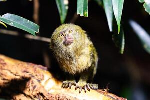 western pygmee zijdeaapje aap. zoogdier en zoogdieren. land- wereld en fauna. dieren in het wild en zoölogie foto